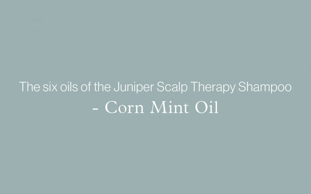 Blog banner: The six oils of the Juniper Scalp Therapy Shampoo - Corn Mint Oil