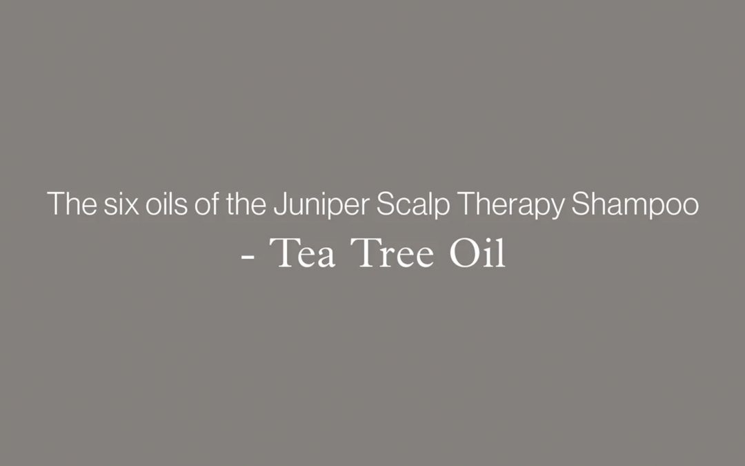 Blog Banner: The six oils of the Juniper Scalp Therapy Shampoo - TEA TREE OIL